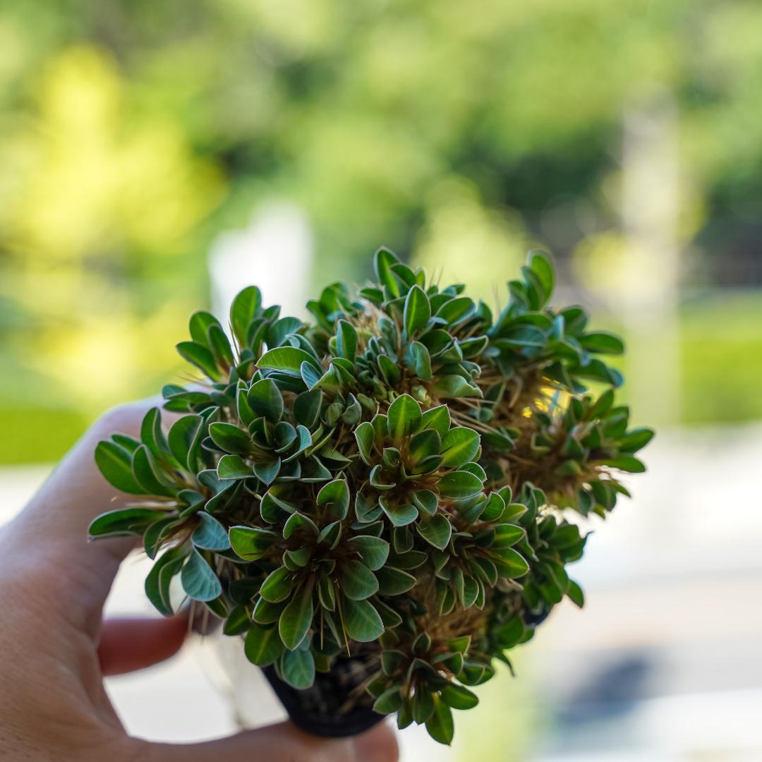 綴化 ユーフォルビア ギラウミニアナ 鉢ごと発送 実生株