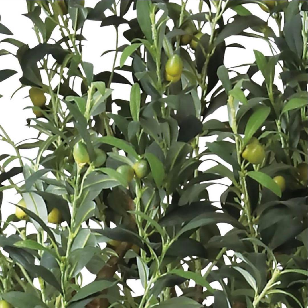 光触媒　人工観葉植物　フェイクグリーン　ブラックオリーブコアッド