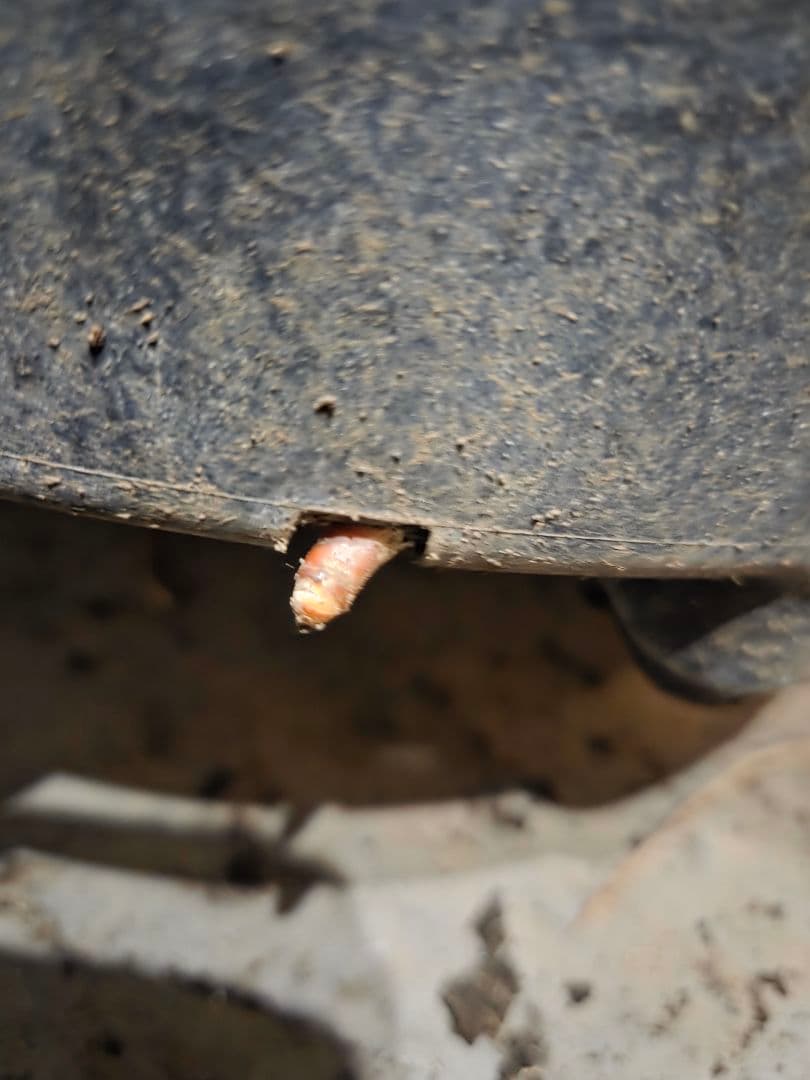 ユッカ リネアリフォリア 太株 (と)子株付き