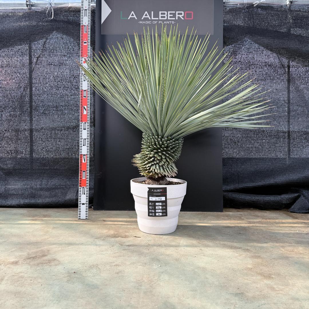 【AL1178】ユッカ　ロストラータ　超極太　 珍品