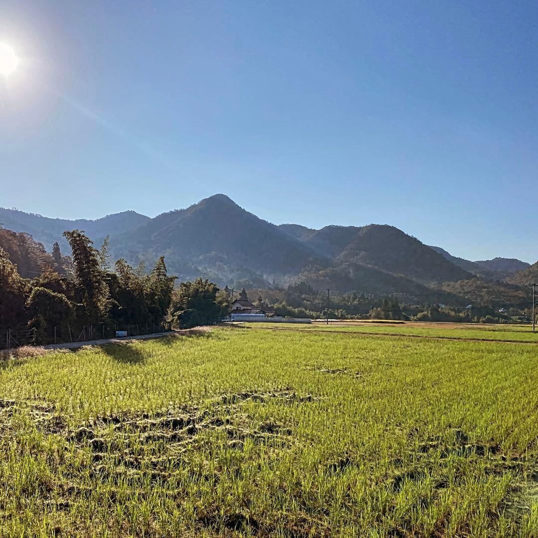 ドルガ 日本ミツバチ 非加熱 生はちみつ ジェラート風2瓶 とろとろ1瓶