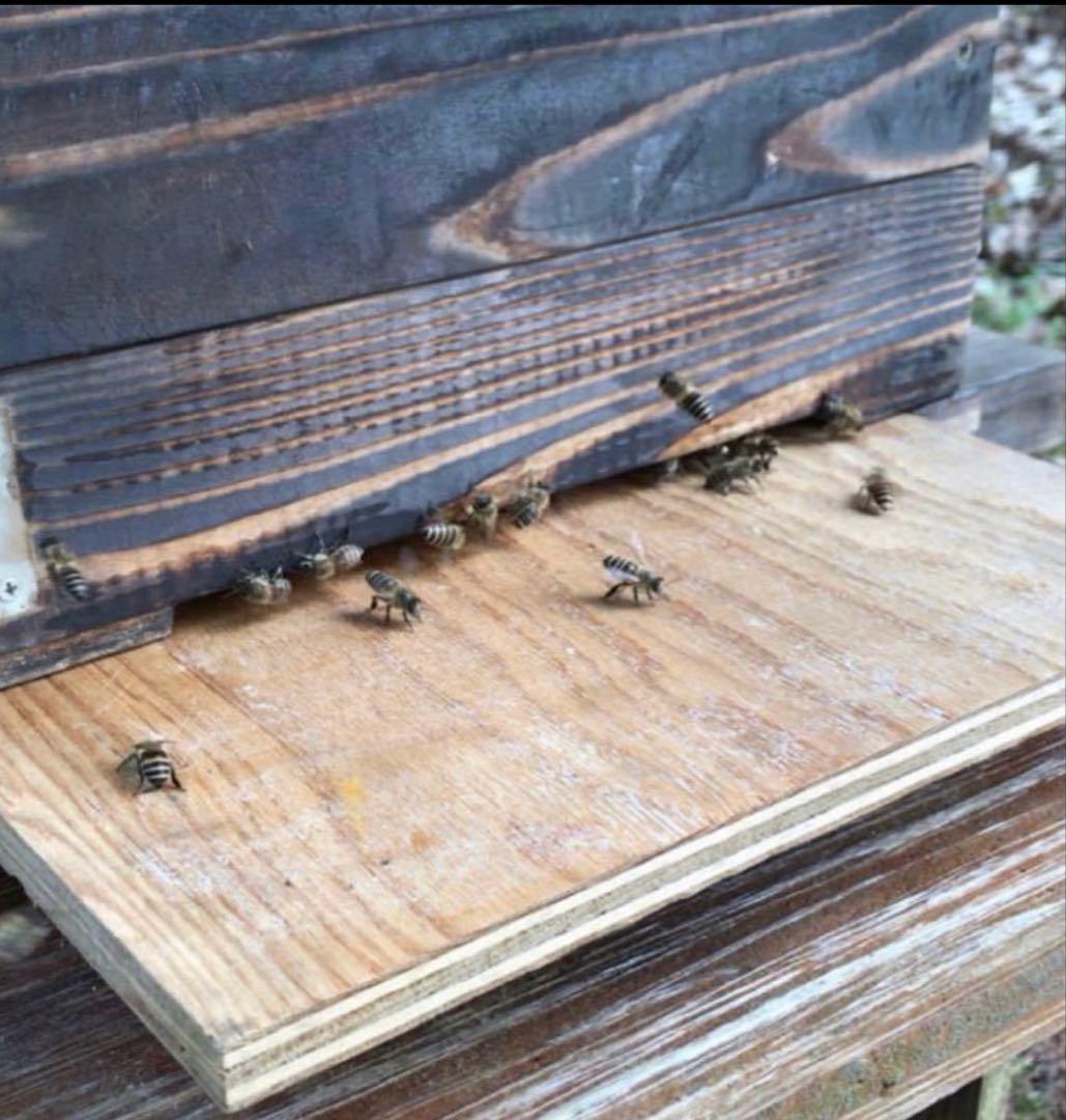 ドルガ 日本ミツバチ 非加熱 生はちみつ ジェラート風2瓶 とろとろ1瓶