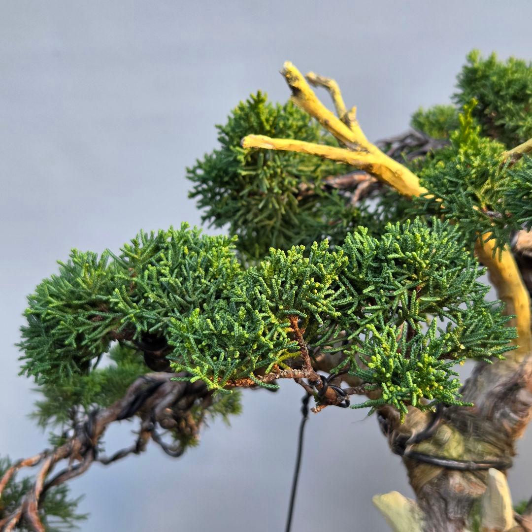 真柏　[舎利幹模様木]　大品盆栽