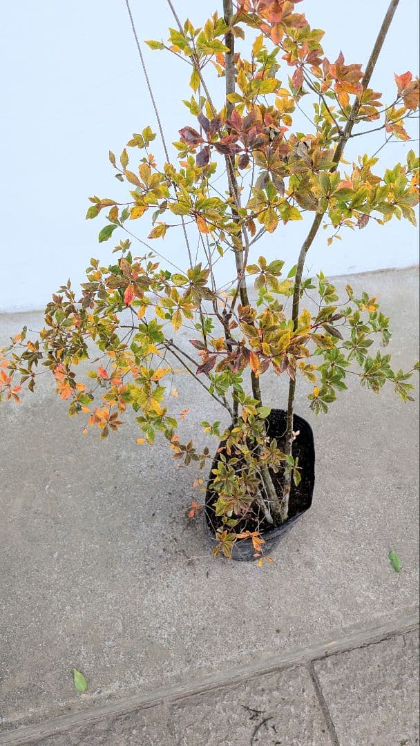 無限の色を。山採りドウダンツツジ。