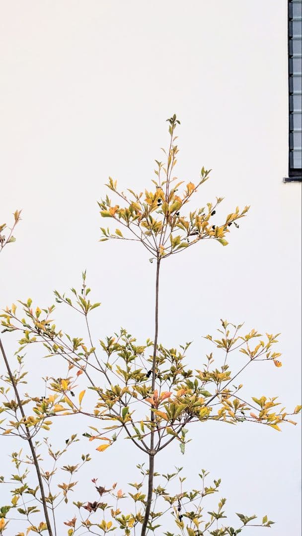 無限の色を。山採りドウダンツツジ。