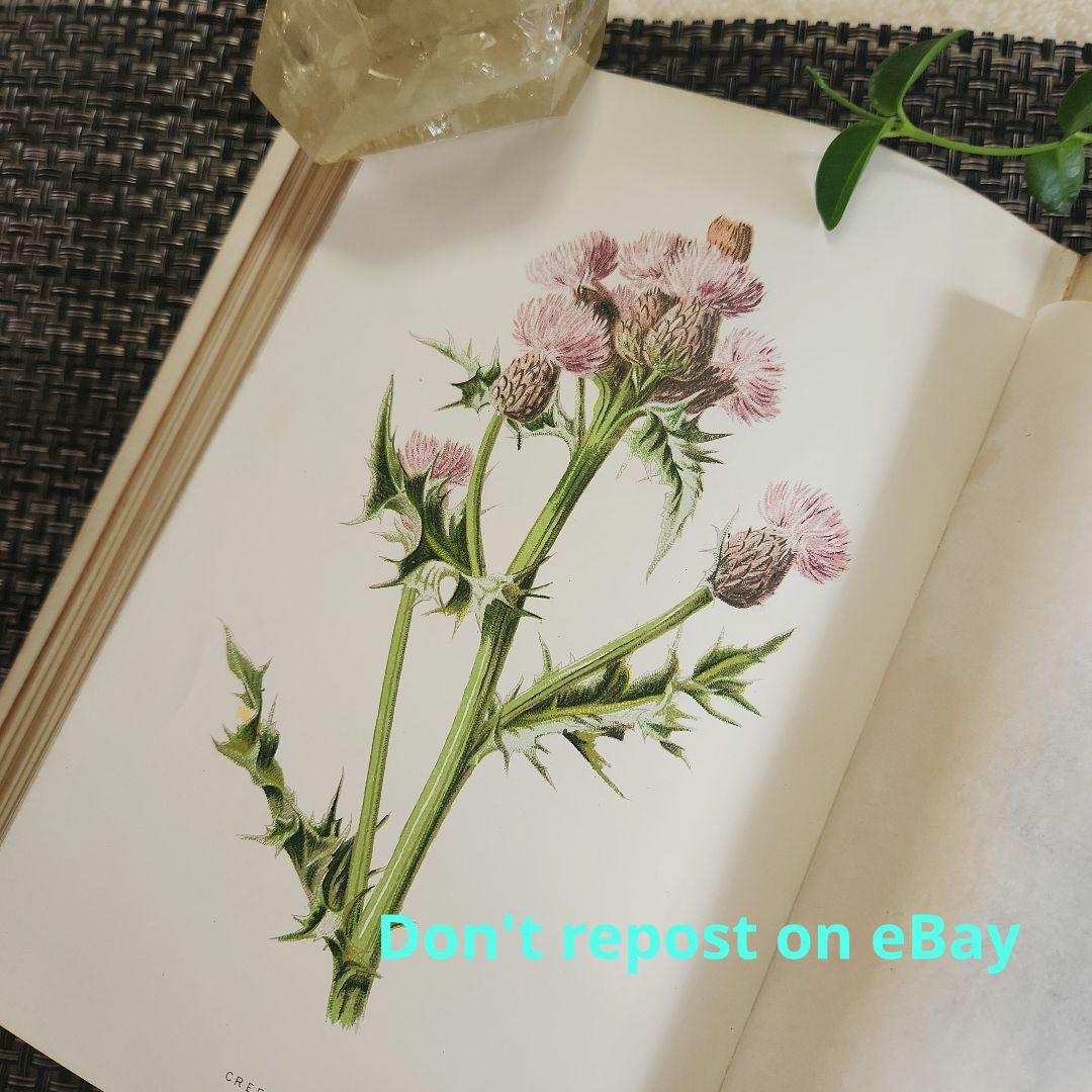 植物図鑑　洋書　ボタニカルアート　アンティーク　リトグラフ　25