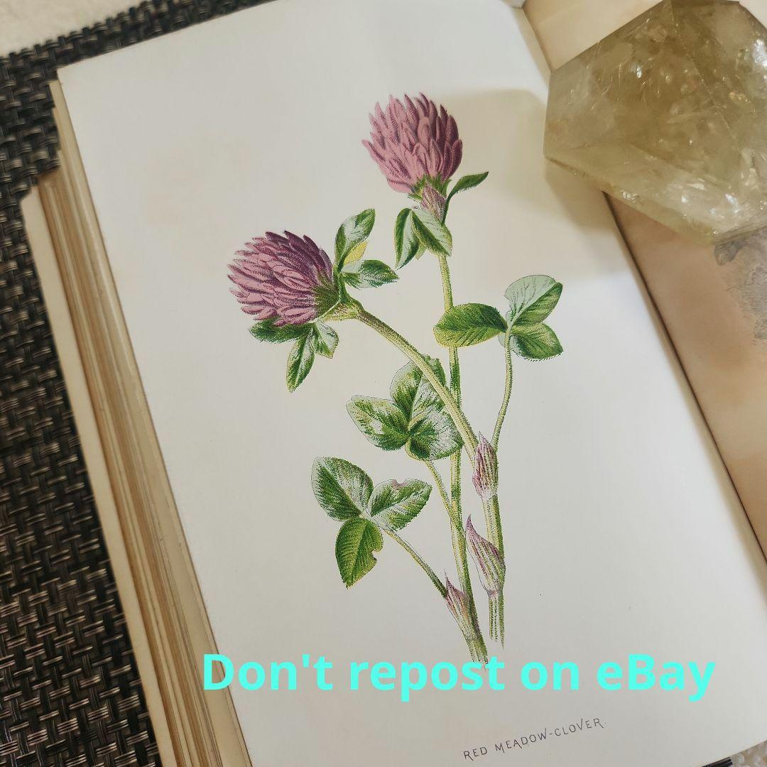 植物図鑑　洋書　ボタニカルアート　アンティーク　リトグラフ　25