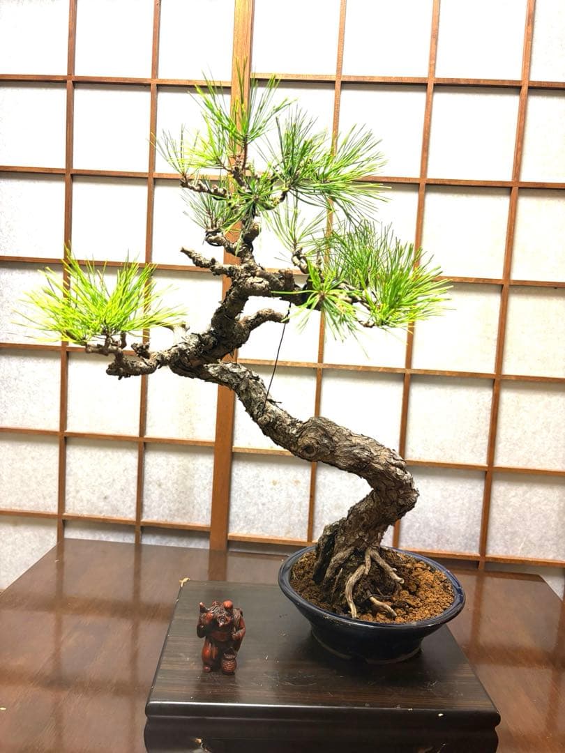 黒松盆栽❗️古木❗️美品❗️将来性高いです。