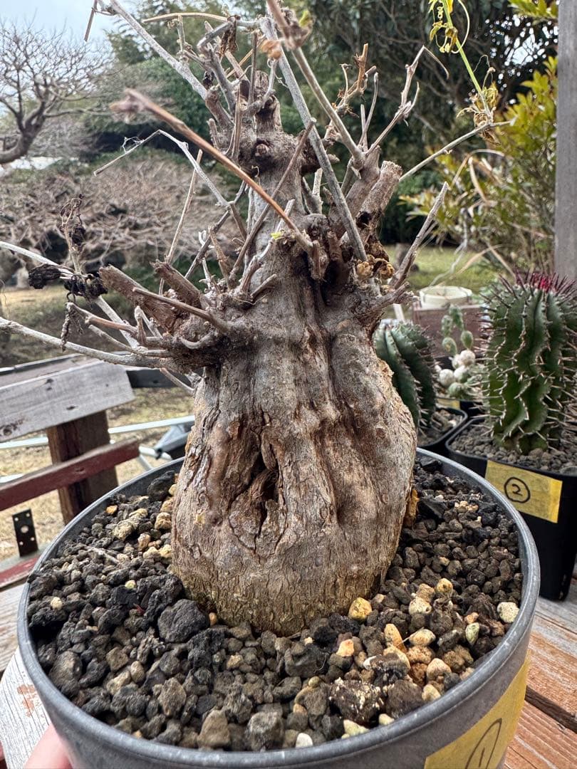 モモルディカ　ロストラータ　①