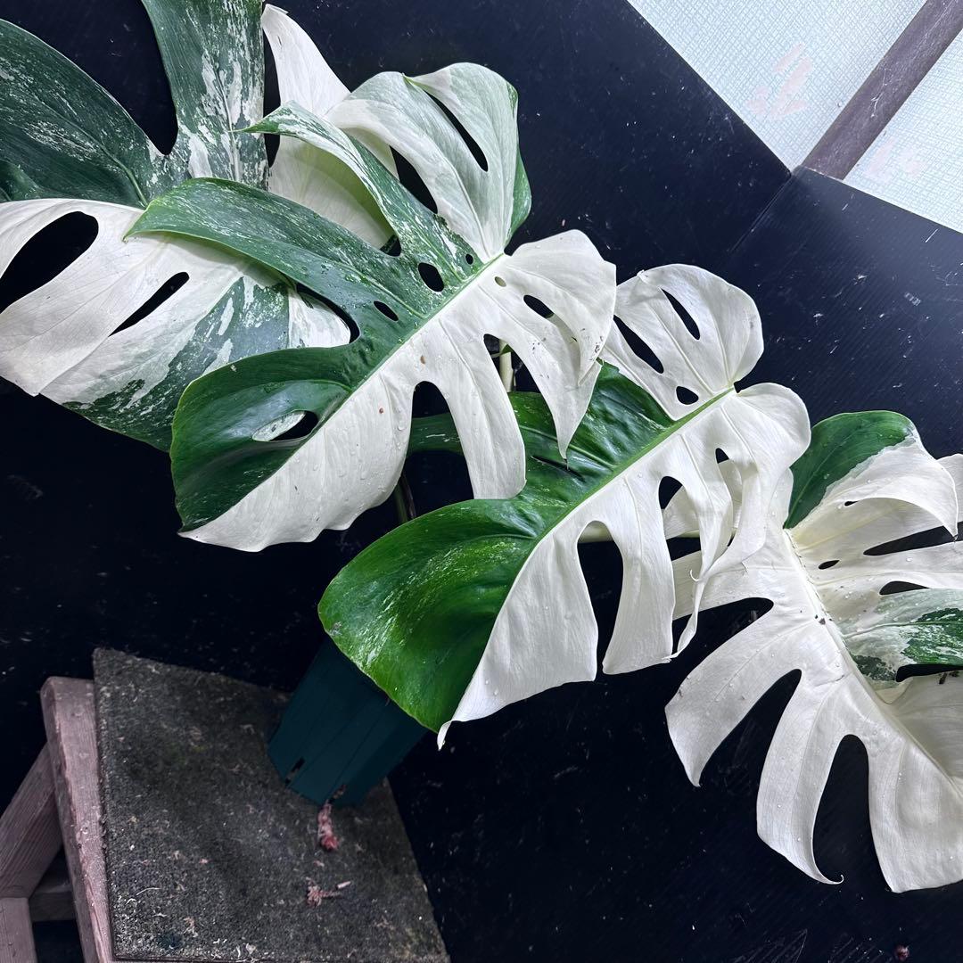 ほ*し様 モンステラ斑入りハーフムーンホワイトタイガー極美斑入り　　 51cm