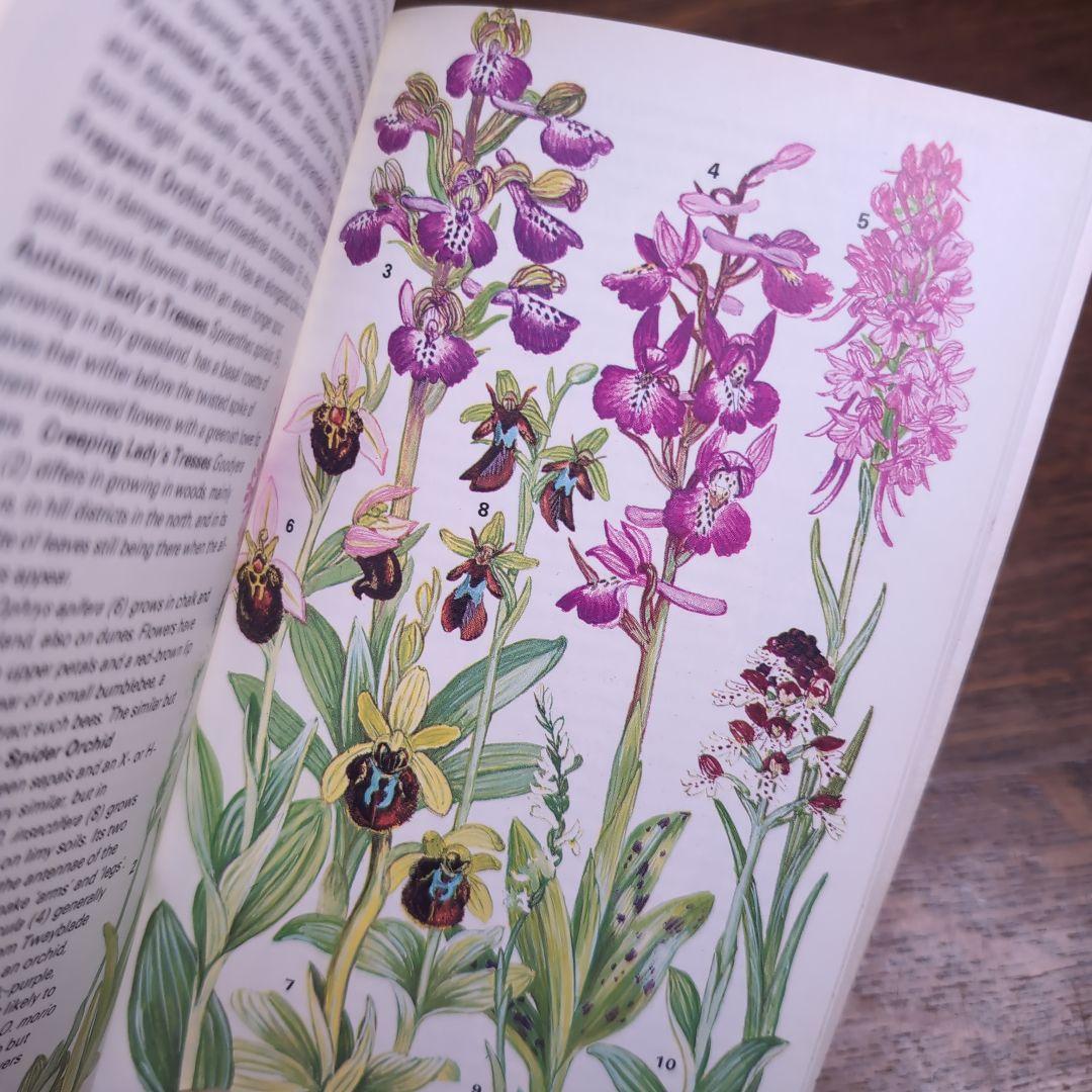 ボタニカルアートが散りばめられた洋書　ボタニカルカード　ボタニカル図鑑洋書