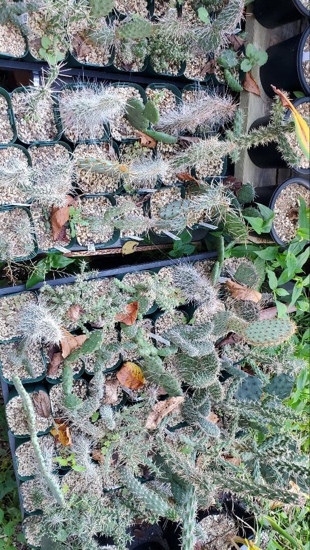 ナッシー様)ギムノカリキウム　エリナセウムとシッケンダンツィーフルセット+おまけ