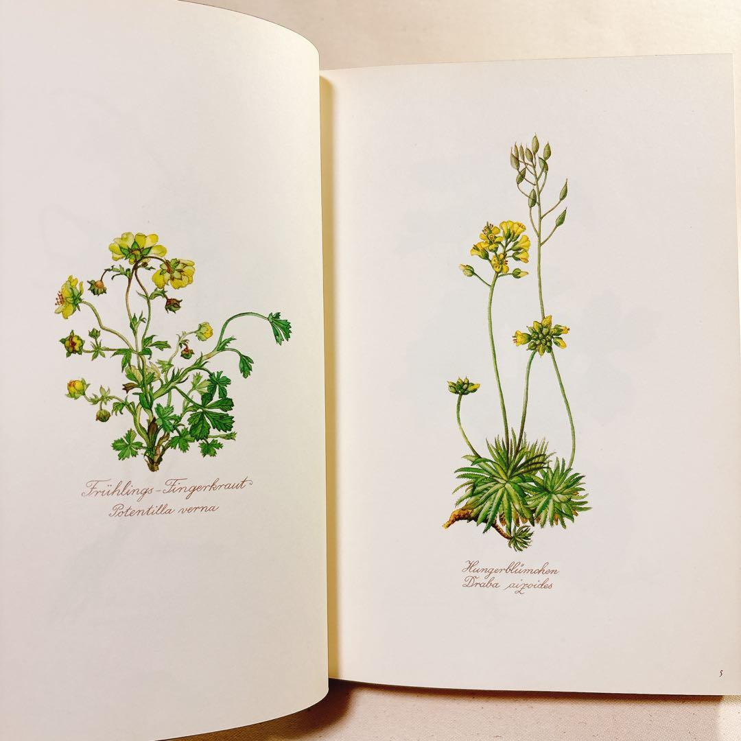 美しい植物画 Elsa Felsko 植物図鑑2冊 Blumen 洋書 すずらん