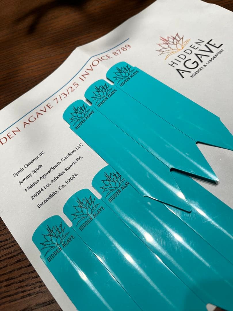 【最終】エボリスピナ× BB hybrid ハイブリッド③発根活着