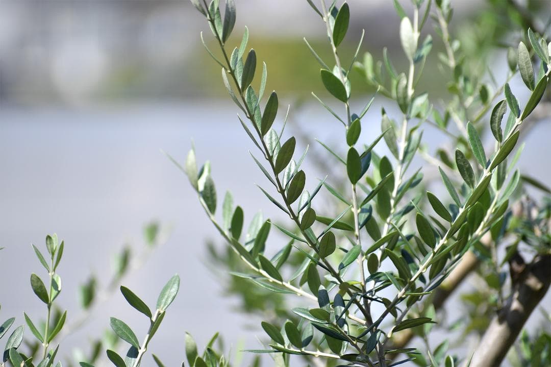 【作例有】ニコンAF-P DX 70-300mm f4.5-6.3G VR 美品