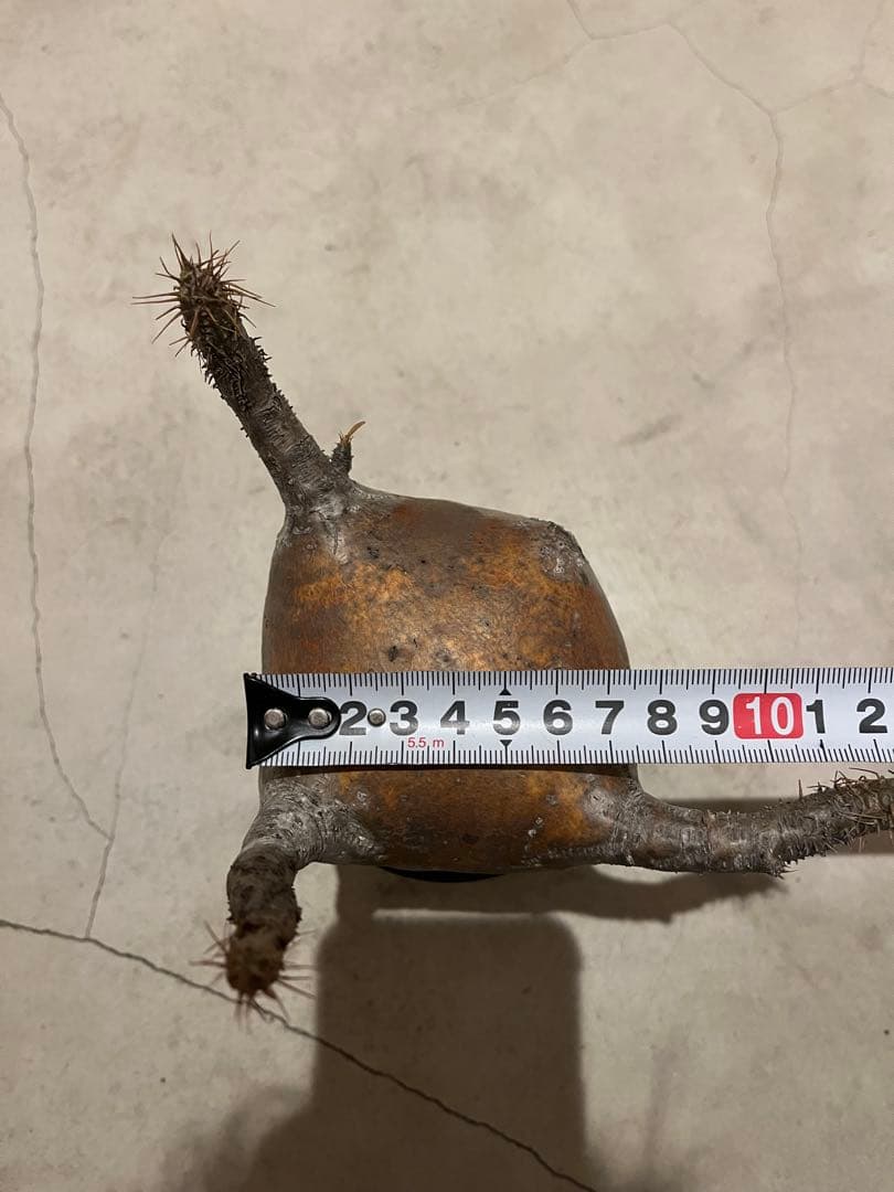 美形　赤肌グラキリス　手乗りタイプ　発根済み