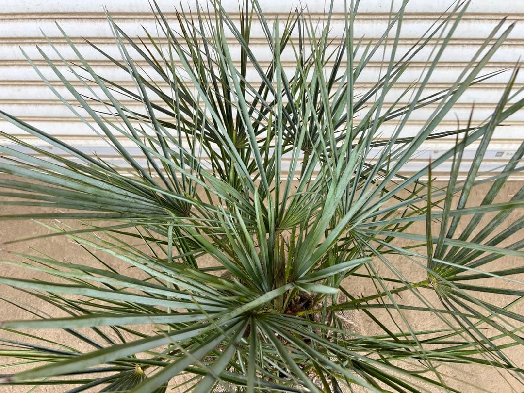 A.K.N　送料込み　チャメロプス　形状良　株立ち　シンボルツリー　現品