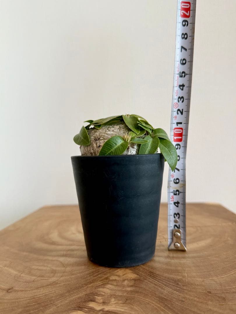 パキポディウム ブレビカウレ 恵比寿笑 良型 現地球 発根済み