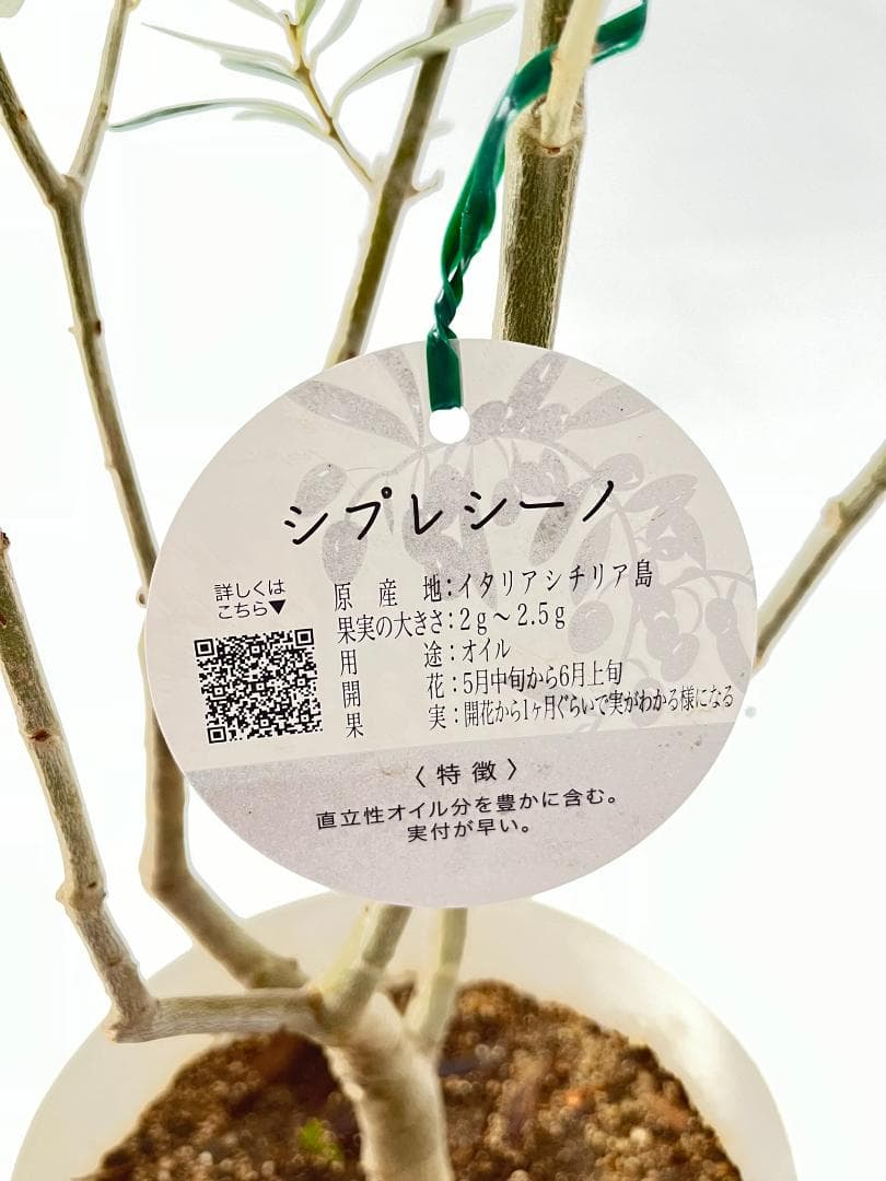 オリーブの木　シプレシーノ　約170cm　NO.1954　大型　現品掲載　古木