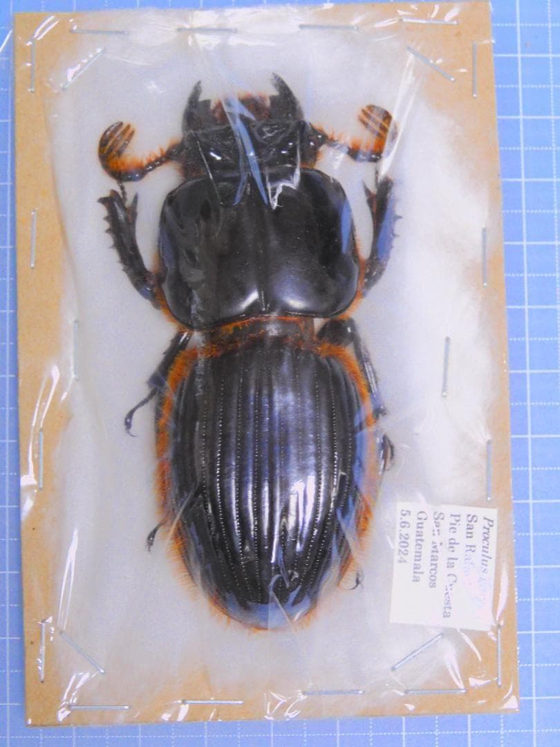 31日まで2割引き