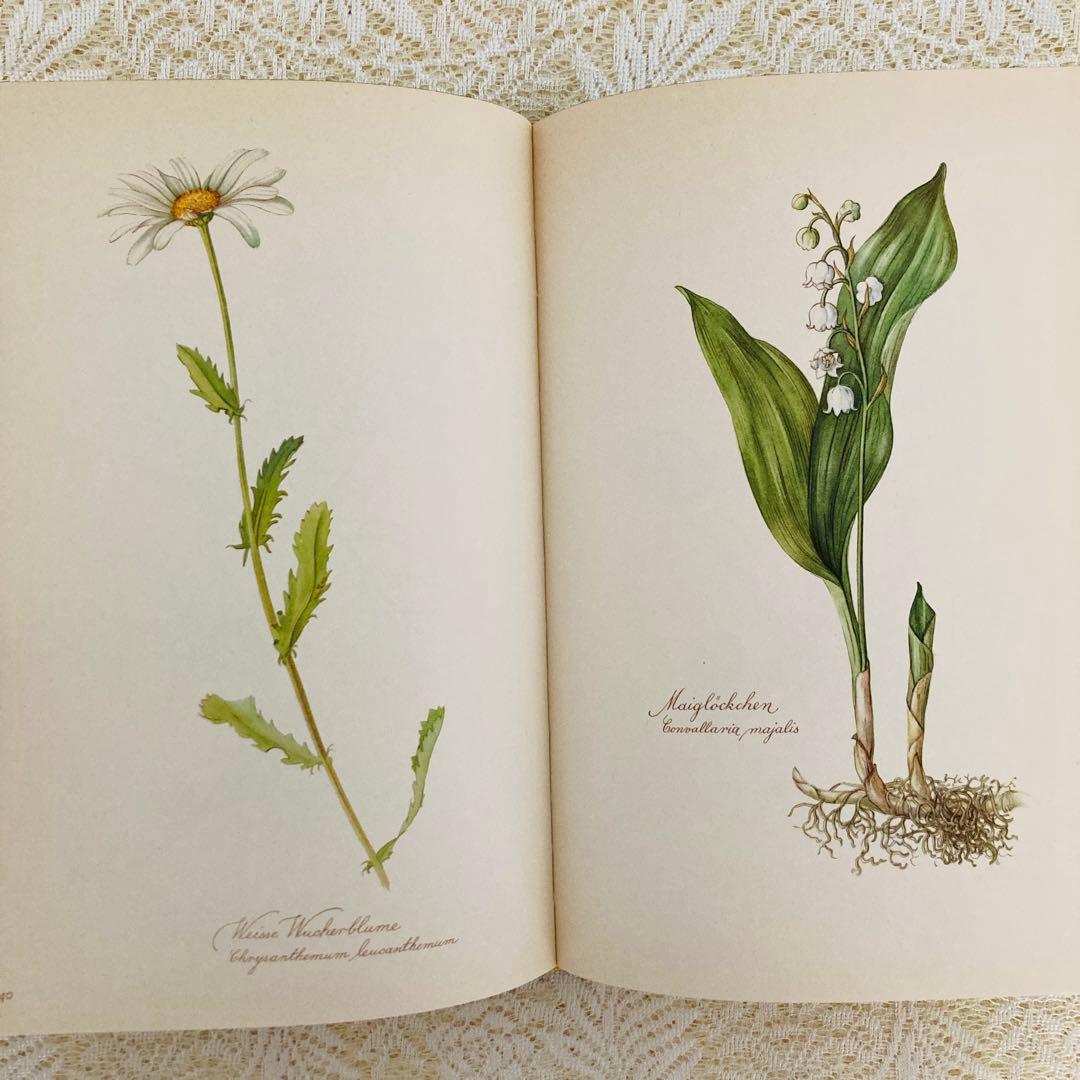 希少　ヴィンテージ植物図鑑2巻セット　繊細で美しい植物画300点　洋書・古書