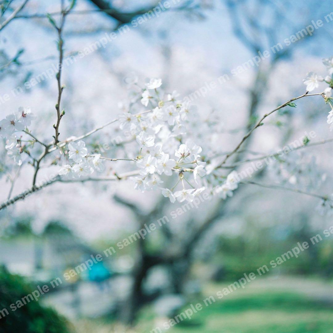 MAMIYA C220 PROFESSIONAL 1:2.8 f＝80mm