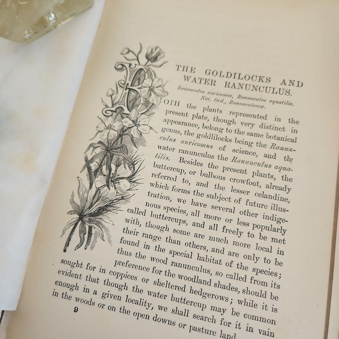 植物図鑑　洋書　ボタニカルアート　アンティーク　リトグラフ　27