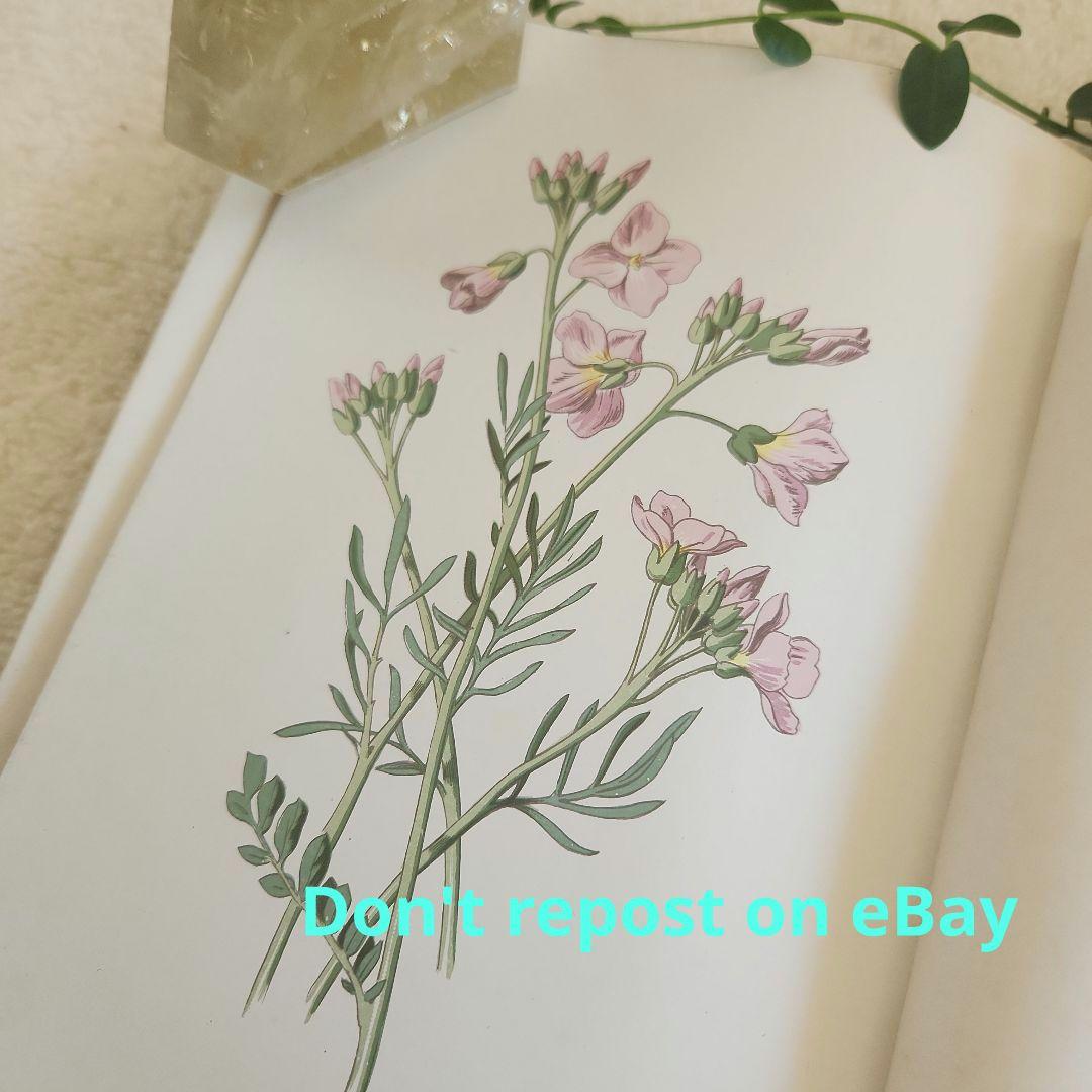 植物図鑑　洋書　ボタニカルアート　アンティーク　リトグラフ　27