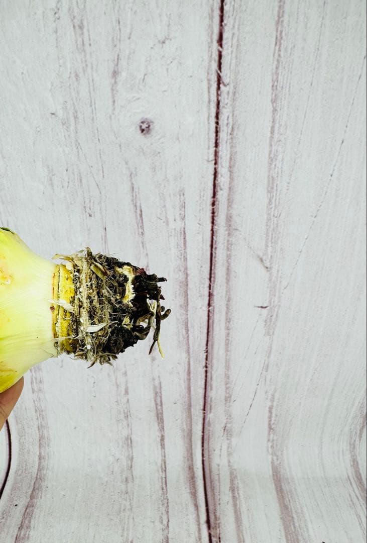 73 アガベ ユタエンシス エボリスピナ 陽炎