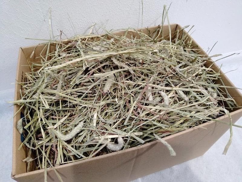 【5/11まで】 カナダ産 チモシー 60kg スーパープレミアム １番刈り