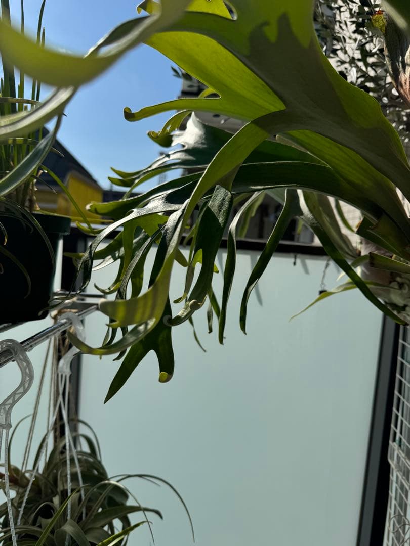 11/15写真更新　ビカクシダ　フーンシキ　oc