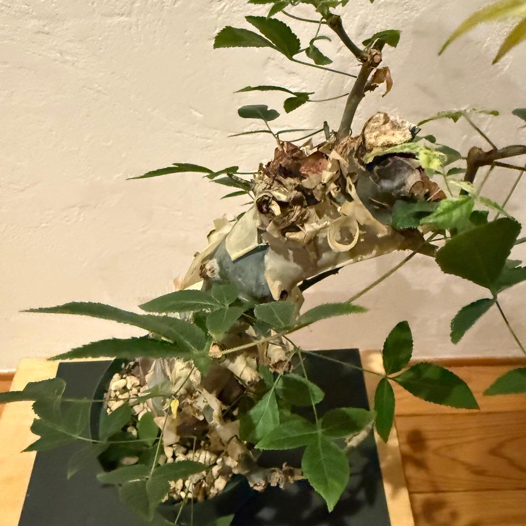 コミフォラ コミフォラエミニー 塊根植物 発根済 塊根