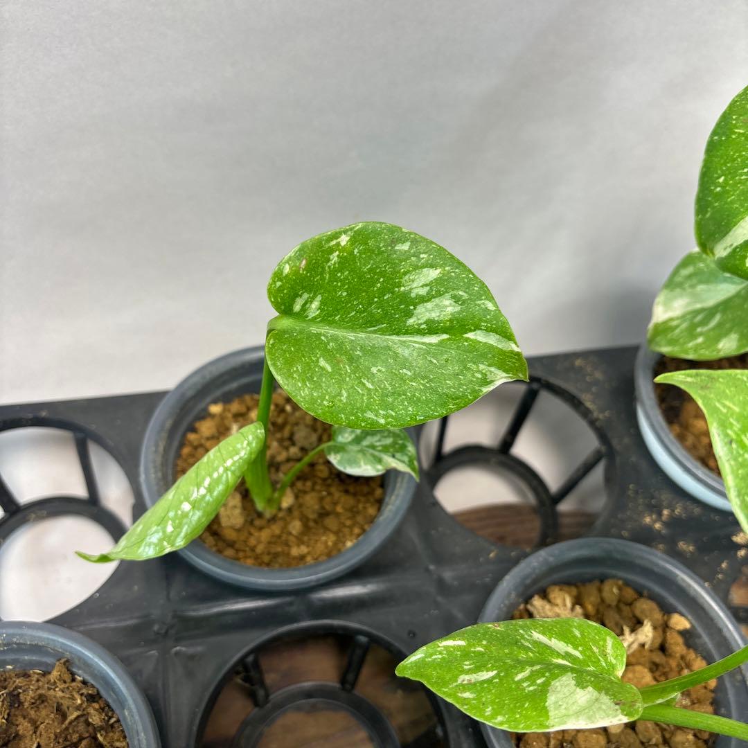 s*a様 10株セットms77【訳あり】モンステラ・タイコンステレーション 斑入