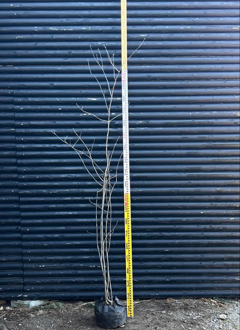 山採り天然　アオダモ　5本株立ち　82