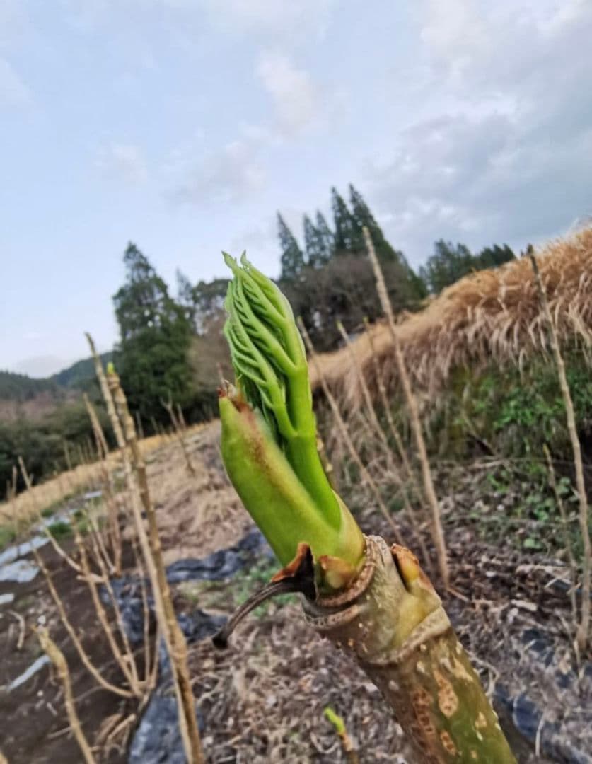 ※超超特盛大量割引※最後まで読むとプレゼント　熊本県阿蘇産棘なしタラの根800本