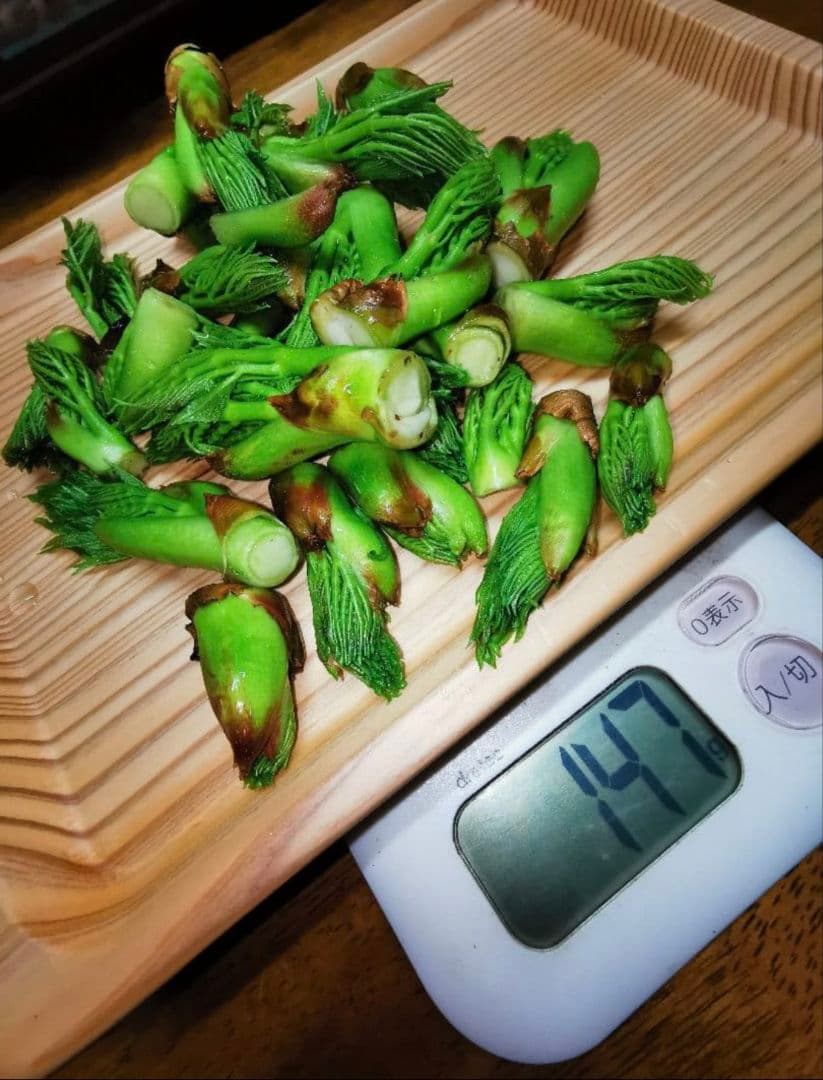 ※超超特盛大量割引※最後まで読むとプレゼント　熊本県阿蘇産棘なしタラの根800本