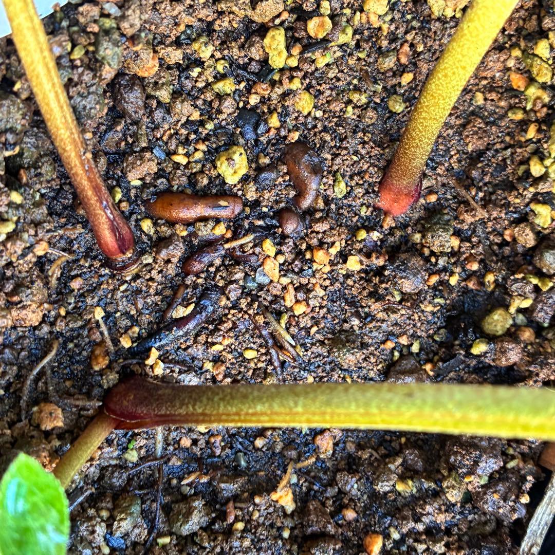 ✱*✱様 ❤️開花株❤️897Ash【ATLAS】超巨大充実❤️超大株❤️根パン