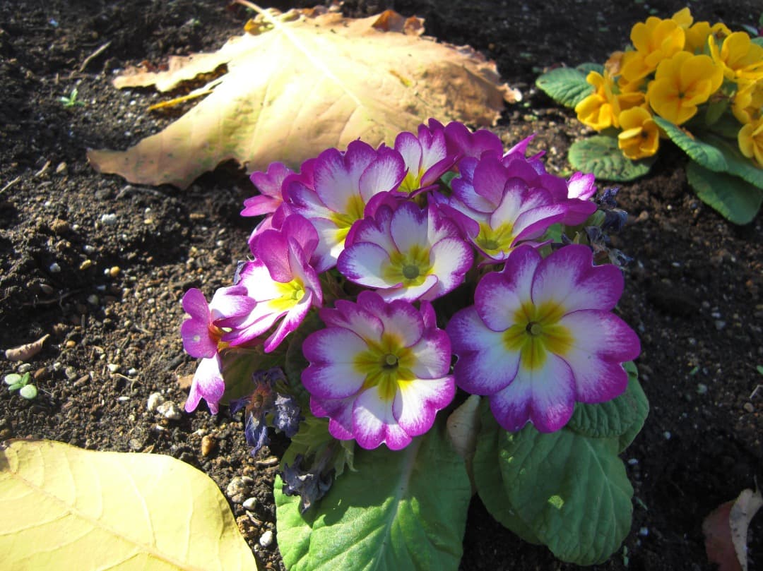 追加あり⭕️【動作確認済】CASIO EXILIM ZOOM EX-Z200