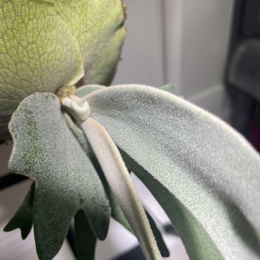 ビカクシダ P.willinckii Vanorn子株　#2