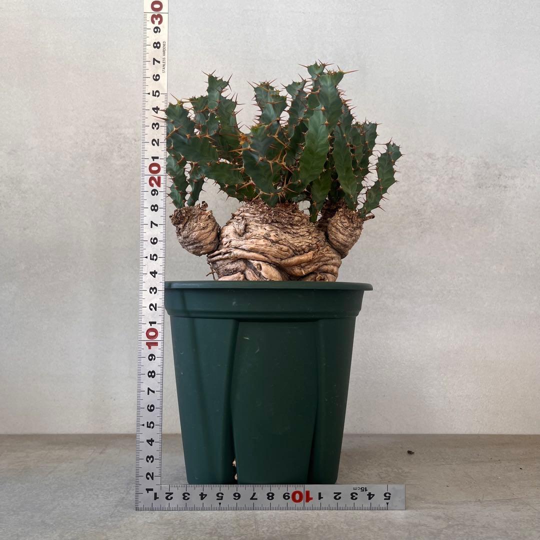 ユーフォルビア　クラビゲラ　現地球　Euphorbia clavigera 美株