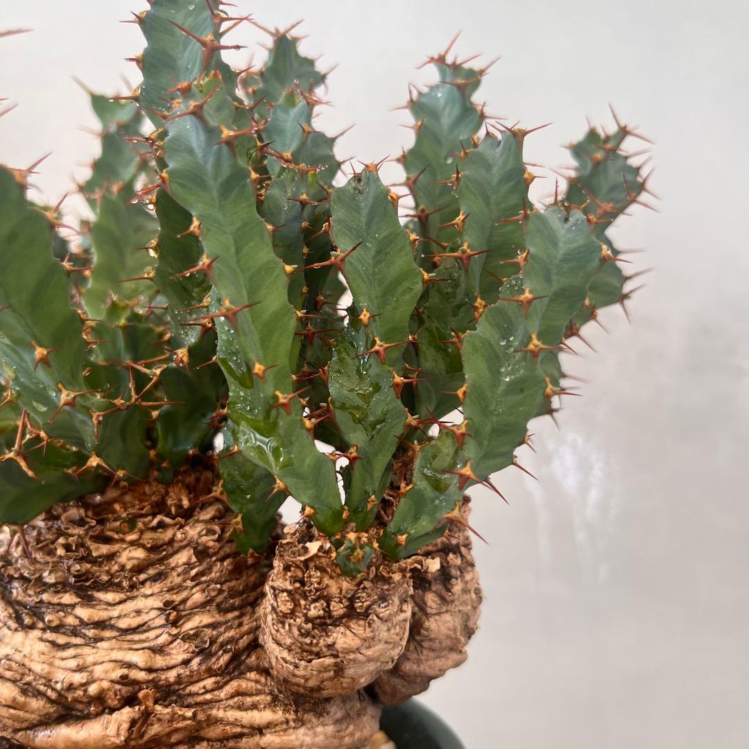 ユーフォルビア　クラビゲラ　現地球　Euphorbia clavigera 美株