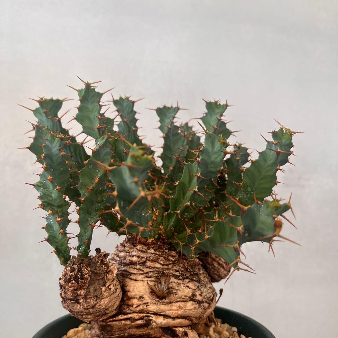 ユーフォルビア　クラビゲラ　現地球　Euphorbia clavigera 美株