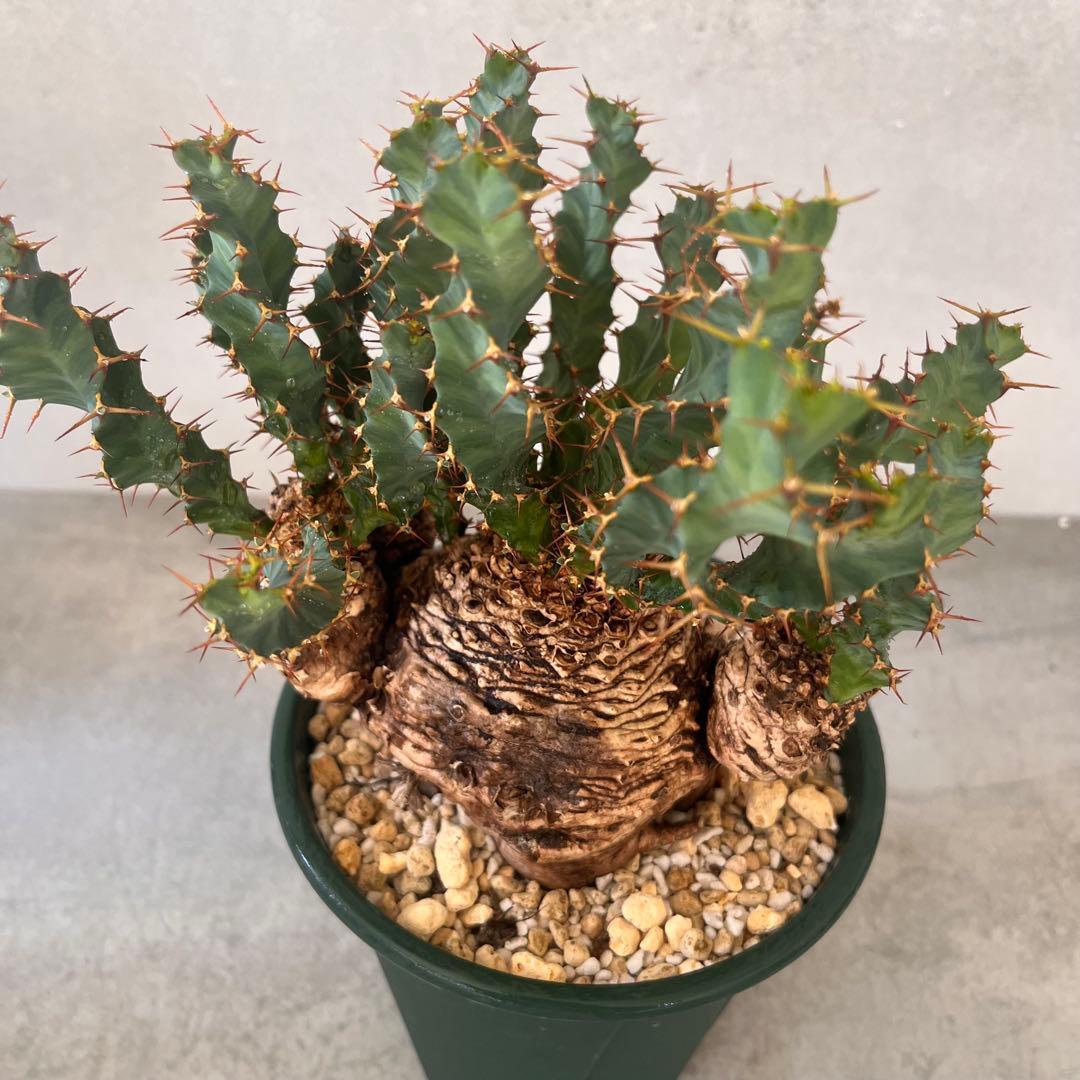 ユーフォルビア　クラビゲラ　現地球　Euphorbia clavigera 美株