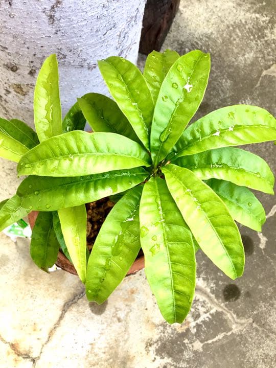 沖縄 宮古島産のカニステル 今年4月に種を植え6月に発芽/超元気いっぱい/2本