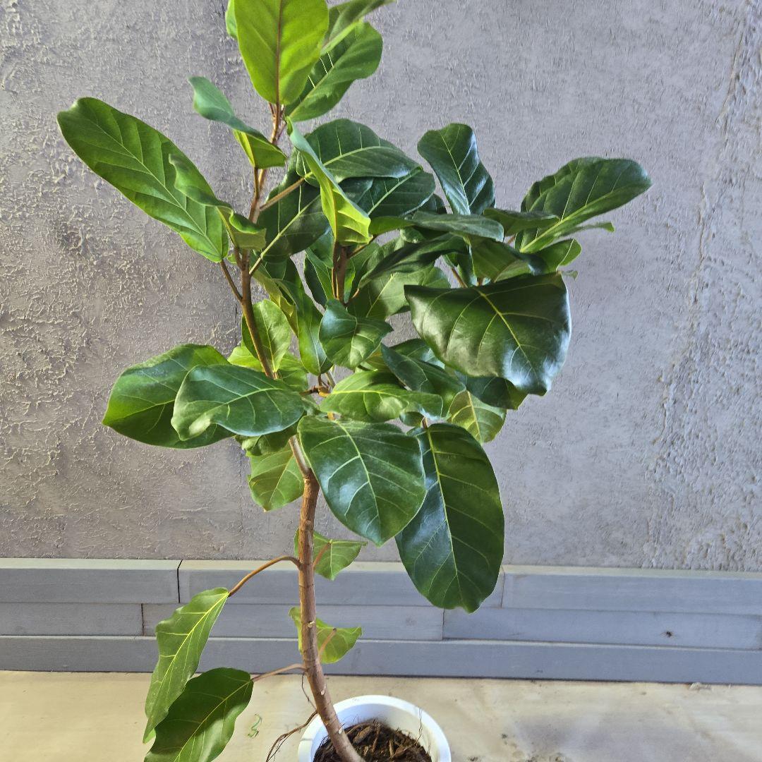 ②　フィカス　アフリカンプリンセス　曲がり仕立て８号最高等級極上品‼️希少品種