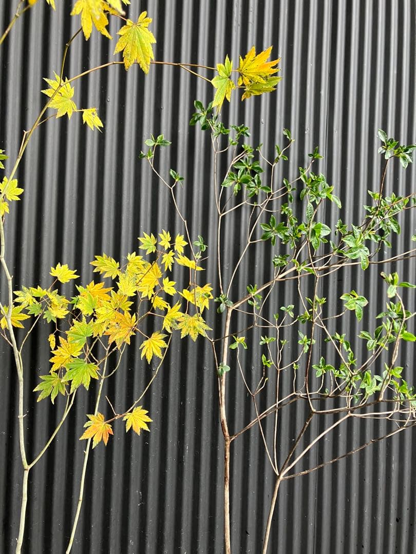 山採り　コハウチワカエデ　バイカツツジ　混合株