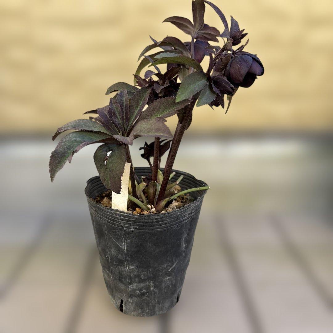 加藤農園　マットブラック　クリスマスローズ　開花株　現品　匿名発送　交配タグ付き