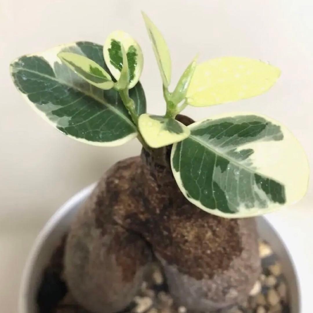 【本日SALE】パンダ　ガジュマル　斑入り　接木