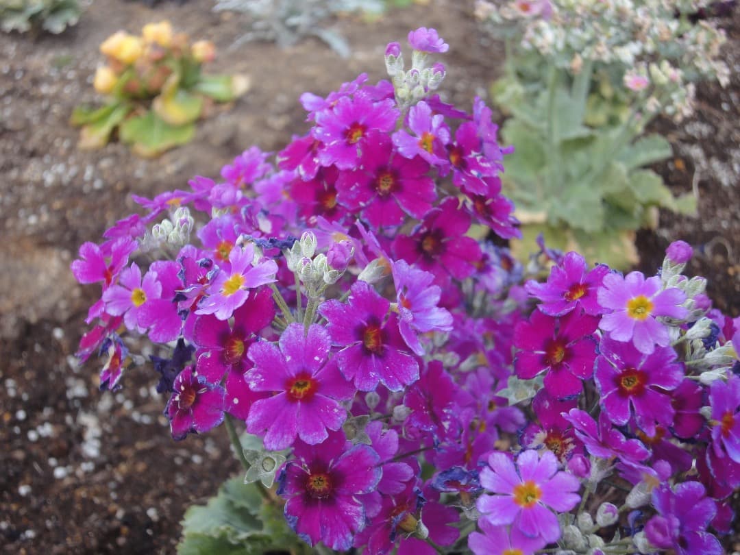 追加あり⭕️【動作確認済】SONY CyberShot WX DSC-WX1