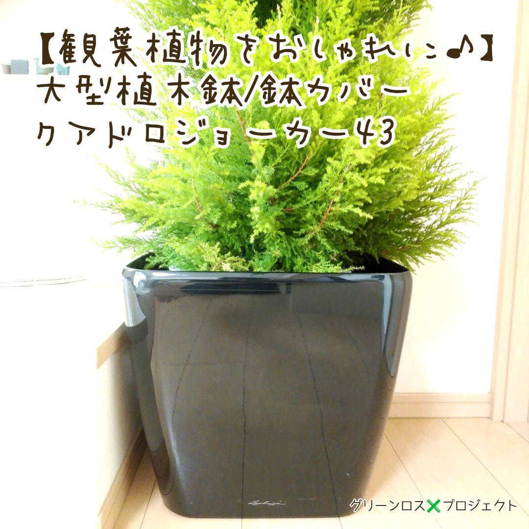 【Jonald ⚠追加有り❗️】フィカスカシワバゴムノキ10号鉢②